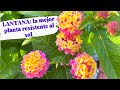 LANTANA la mejor planta resistente al sol ☀️ | Como cuidar la LANTANA