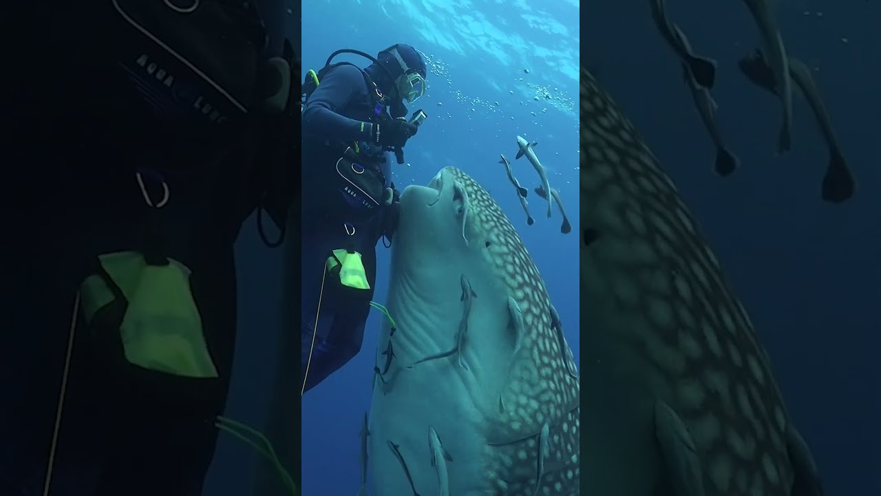 CLOSE ENCOUNTER WITH A WHALE SHARK