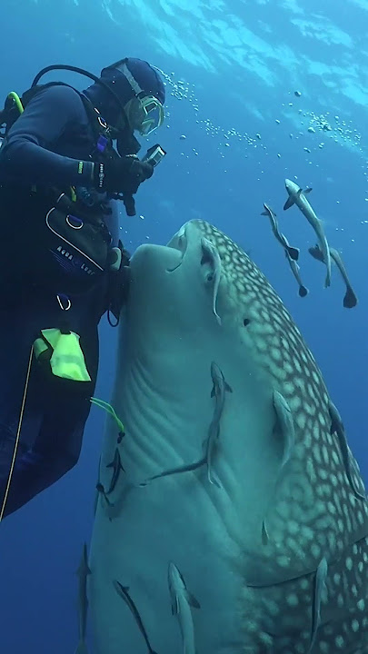CLOSE ENCOUNTER WITH A WHALE SHARK