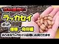【育苗のプロが教える！】ラッカセイの苗作り　播種～発芽編（9cmポット）あらゆる落花生の品種に応用できます
