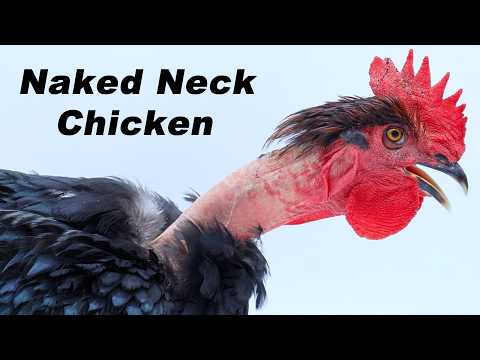Raising Naked-neck (turken) Chickens For Meat. Hatching Eggs To Butcher - The Entire Process.