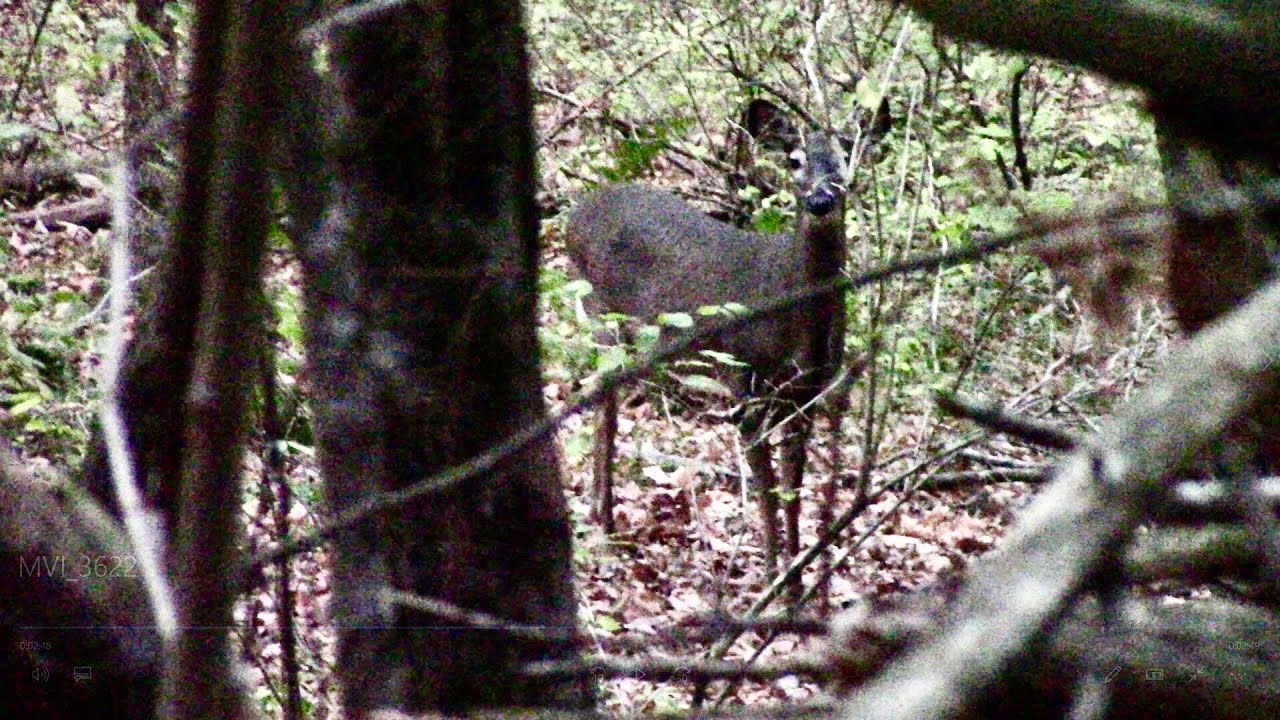 First Maine Archery Hunt, Deer Everywhere! YouTube