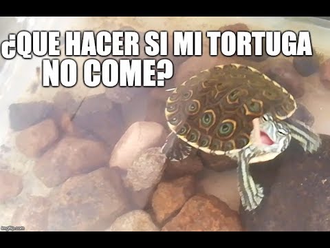 Video: Cómo Hacer Que Tu Tortuga Coma