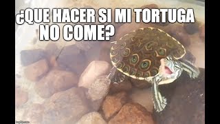 ¿que hacer si mi tortuga no come?