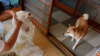イタズラ猫と風紀委員な犬