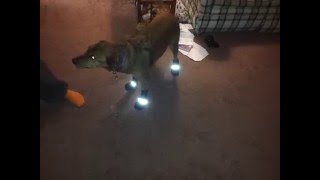My Dog Tries on Boots....
