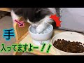 猫専用エサ入れ！食べやすい食器？使ってみた【ノルウェージャンフォレストキャット】