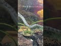 Aquatic Snake with Oscar & Cichlids in One Tank | Rare Aquarium Setup 🐍🐠 #aquarium #snake