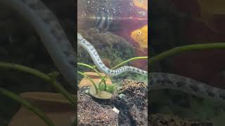 Aquatic Snake with Oscar &amp; Cichlids in One Tank | Rare Aquarium Setup 🐍🐠 #aquarium #snake
