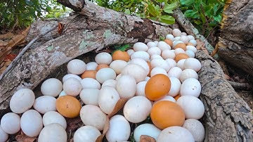wow best videos - pick a lot of duck eggs under tree stump at field by hand a female farmer