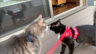 庭散歩を楽しむ猫 ノルウェージャンフォレストキャットA walk in the garden.Norwegian Forest Cat.