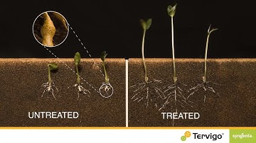 Control root knot nematodes with TERVIGO®