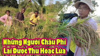 Thu hoạch lúa Nương lần thứ 4 tại team Châu Phi 2Q Vlogs|| 2Q vlogs Cuộc Sống Châu Phi