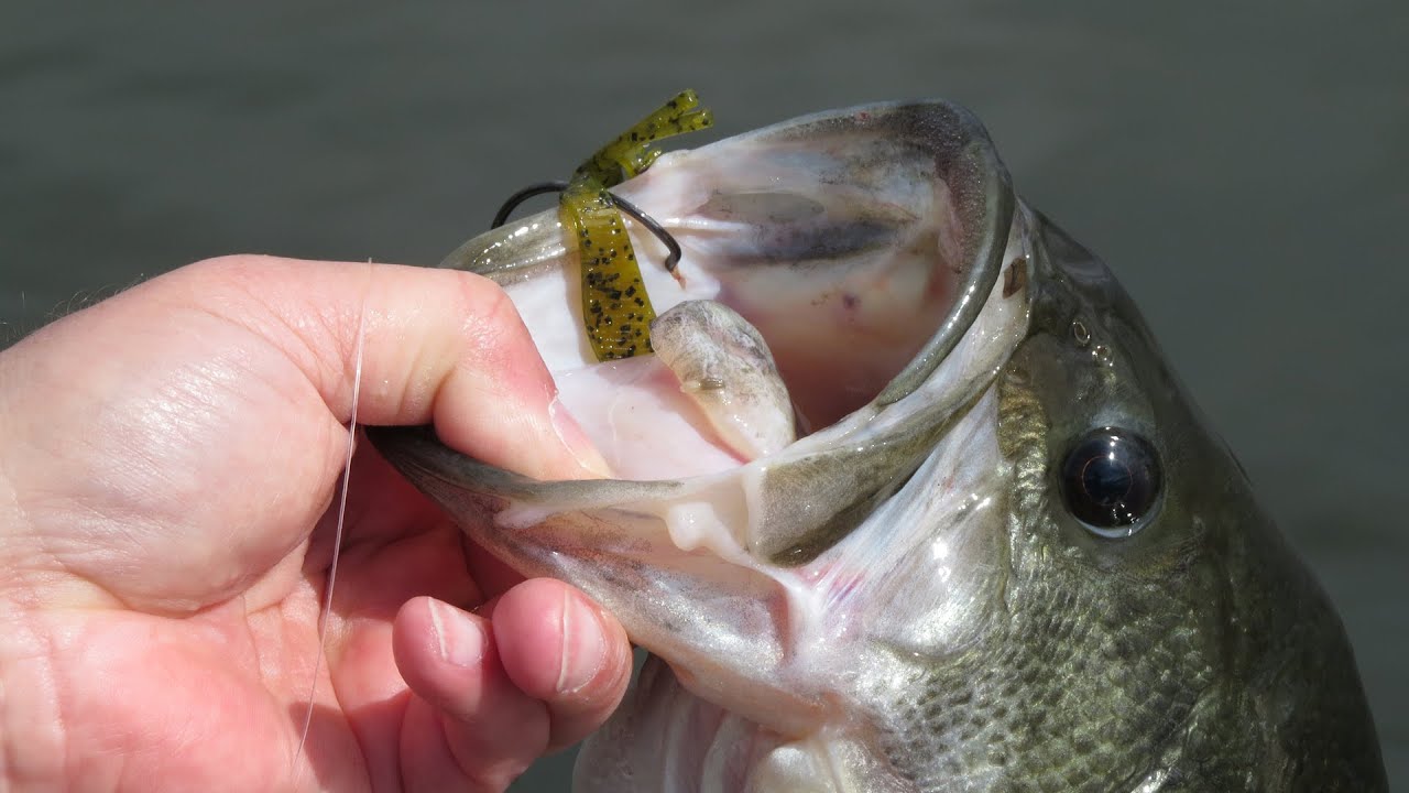 10 Spinnerbait Tips  The Ultimate Bass Fishing Resource Guide® LLC