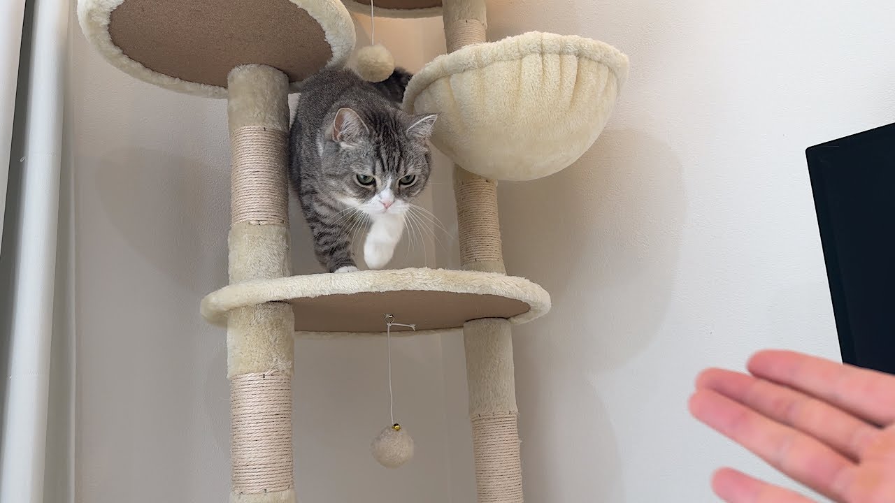 なでなでしてほしくて甘えに来た猫を歓迎してあげたら…