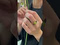 Vídeo: Anillo Emma