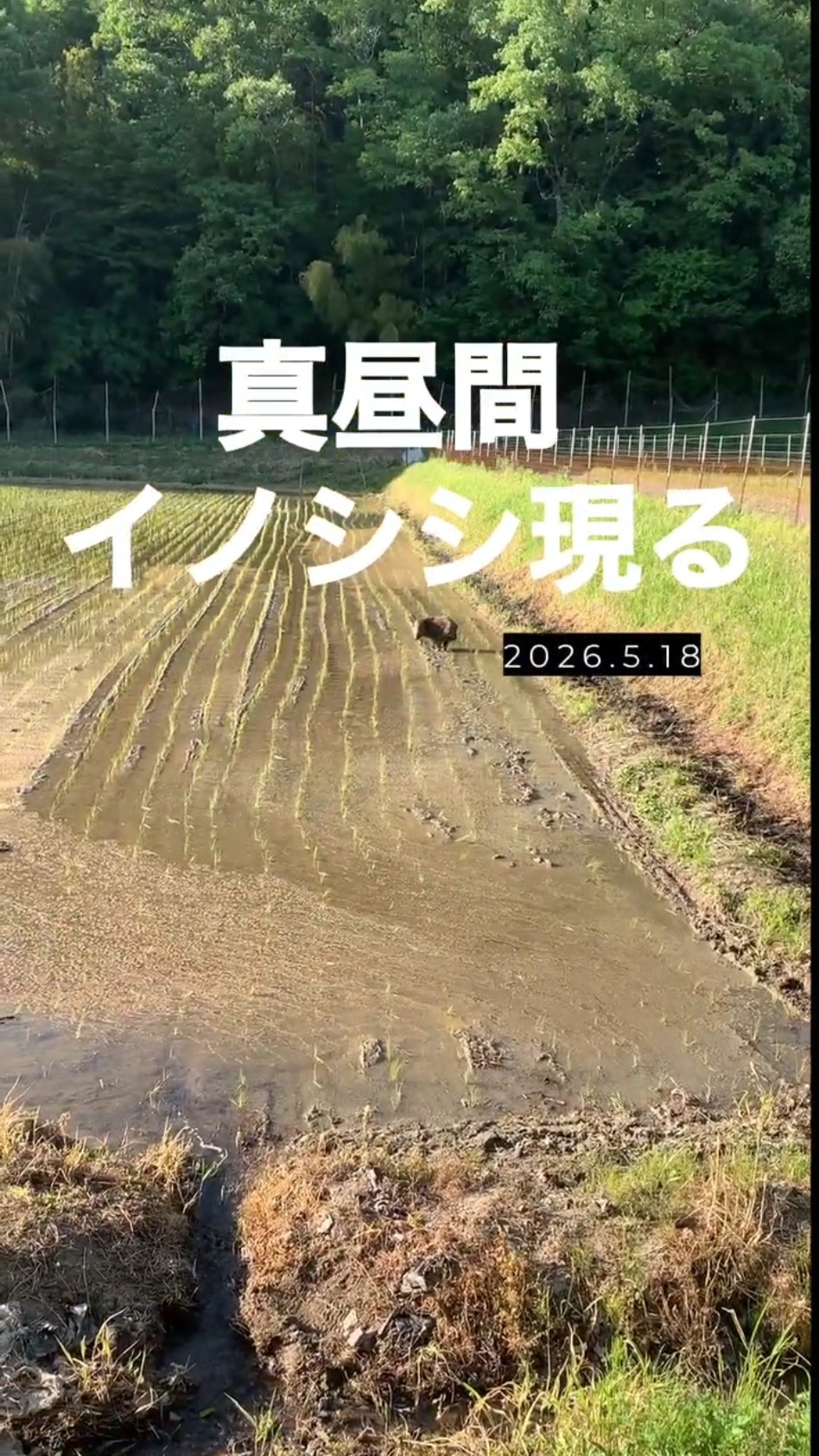 真昼間の田んぼにイノシシ出現…田植え後にまさかの来客 #猪 #shorts