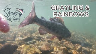 Grayling & Rainbows on a windy sunny day.