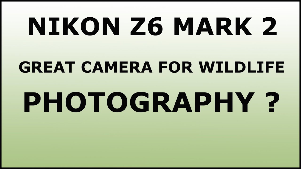 Nikon Z6 II good camera for wildlife photography? YouTube