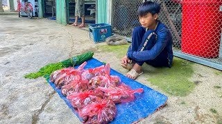 Orphan Boy  Catching Mountain Snails And Harvesting Wild Vegetables For Sale , Sewing Torn Clothes