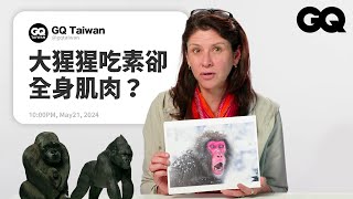 靈長類動物學家解析猿類疑問 《猩球崛起》描繪超準確 倭黑猩猩用床戰解決紛爭 大猩猩有同理心看到後面越來越心酸名人專業問答GQ Taiwan