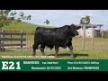 E21 - TOURO BRANGUS GERAÇÃO 2023 FAZENDA BASSO PANCOTTE