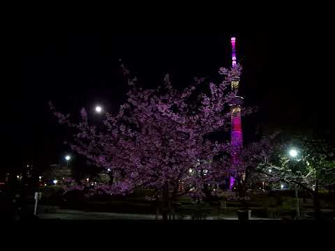 東京スカイツリー　ライトアップ　雅　江戸紫　♪　桜の花びらが舞う　✿　隅田公園　浅草　河津桜　満開　☆　2024　2月26日　 Cherry blossom　Asakusa　月　Moon　強風！！ @iamshinya777