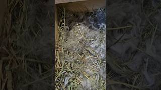 Mama Sage’s Sweetest Little Blessings 🤍✨ #bunny #rabbit #pets #cute #animals #lopsofluv #housebunny