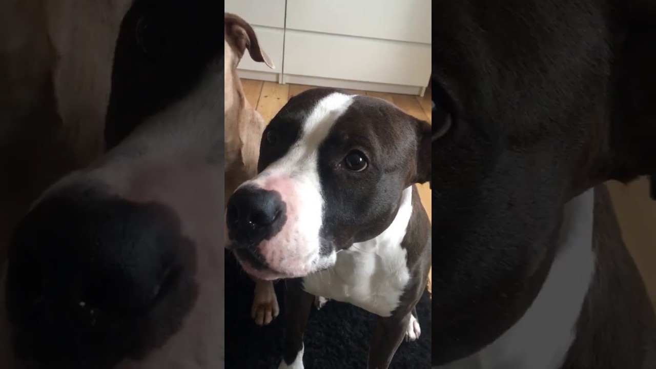 Wie macht ein AMG? Youtube Lustige Video Dog AMG sound YouTube