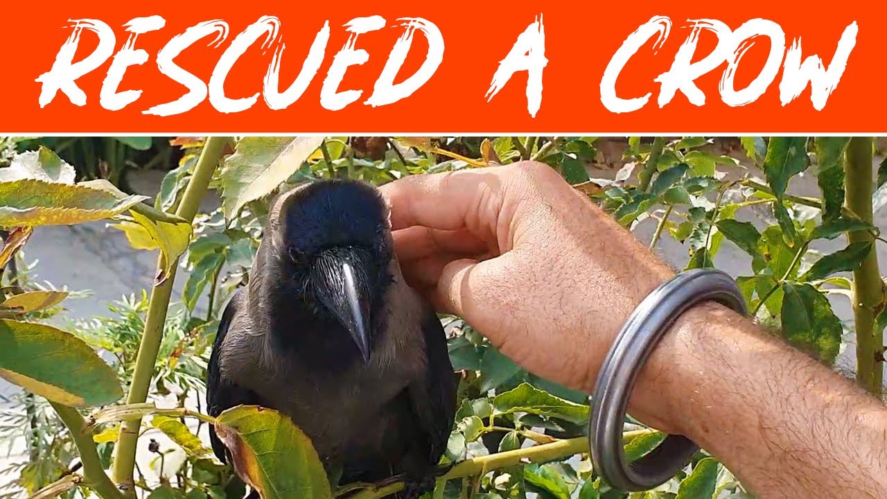 Rescued a Crow who lost his One EYE  |  An Important message for all of us