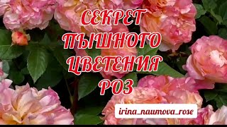 Секрет пышного цветения роз. Розы в саду.