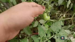 टमाटर हार्वेस्टिंग कब करे किसे करे #tomato#orgenic#food#vege#healthy#fresh#rakhikirasoi