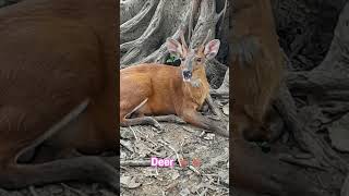 Deer 🦌🦌🦌🎄 #animals #lifeisbutadream Amazon Jangol Ai caton video 📸