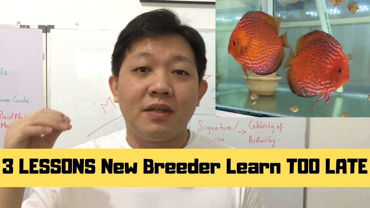 3 LESSONS New DISCUS BREEDER Learn TOO LATE... YouTube