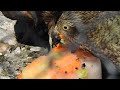 凍らせた果物を食べるミヤマオウム Kea eating frozen fruits 2020 0806