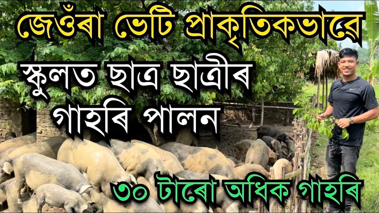 স্কুলত ছাত্ৰ ছাত্ৰীৰ গাহৰি পালন।Pig farm in School। Pig farm in Assam।Pig farming in Assam #farming 