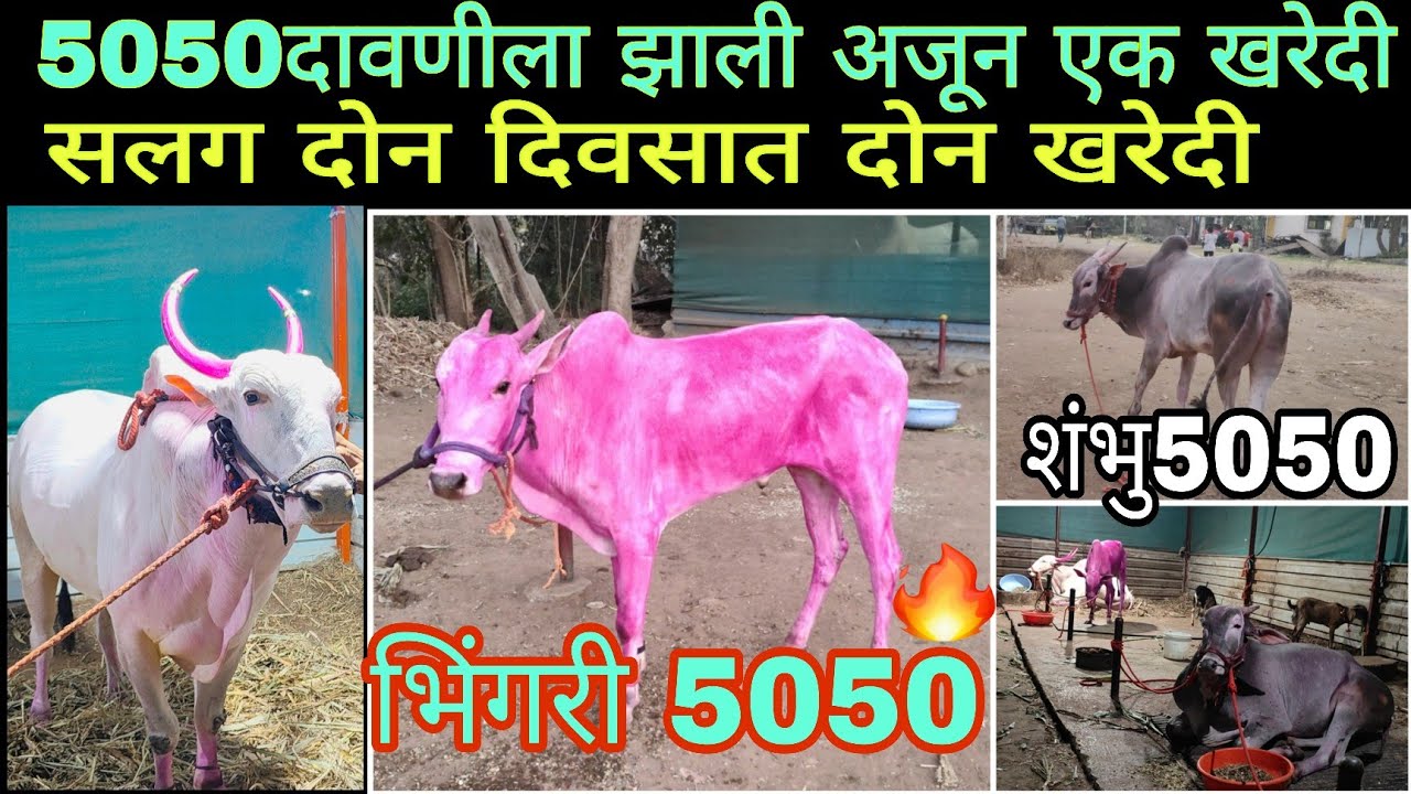 सोनारपाड्यात झाली अजून एक नवीन खरेदी | दोन दिवसात झाल्या दोन नवीन खरेदी | भिंगरी 5050 |