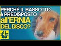 Perch il bassotto  predisposto allernia del disco