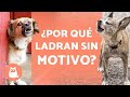 ¿Por qué los PERROS LADRAN a la NADA? 🐶🗯️❗ (Soluciones)