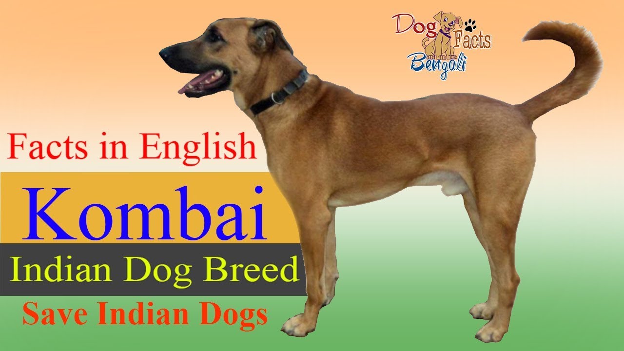 kombai dog tamil