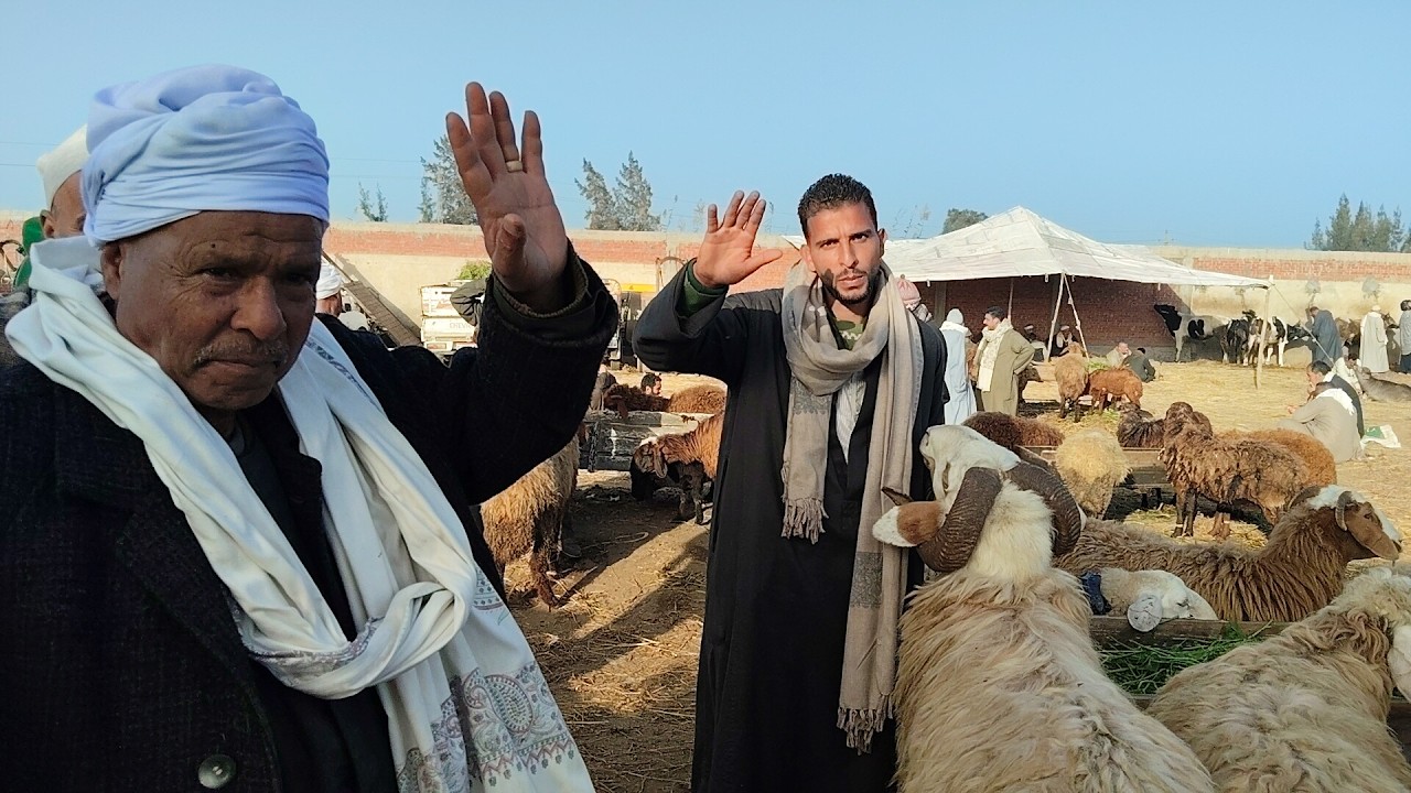 المال اللى يشرف أسعار الغنم العشر واللحم سوق سيدي سالم مع المعلم محمد القبراوى للتواصل /٠١٠٦٤٧٤٦٠٦٢