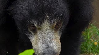 Рецепт смузи для медведя-губача by Московский Зоопарк 2,129 views 2 years ago 59 seconds