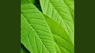 Download Lagu Grand Master of the Stars MP3