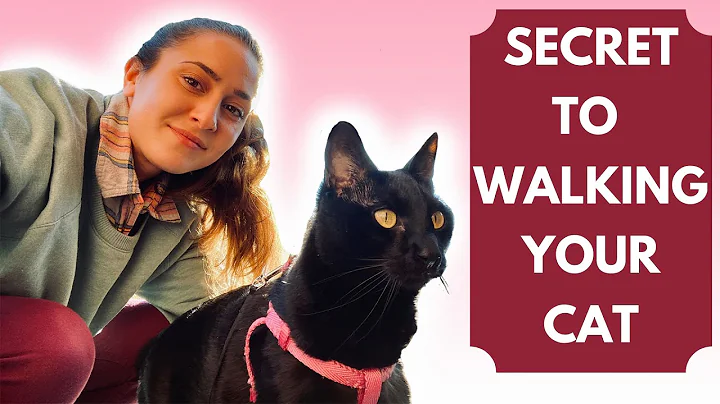Wie du deine Katze spazieren führst: Tipps zum Training deiner Katze an der Leine und mit Geschirr