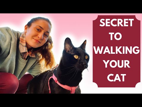 Video: How To Train Your Cat To Walk Outside