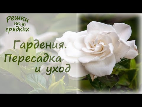 Гардения жасминовидная | Пересадка и уход в домашних условиях