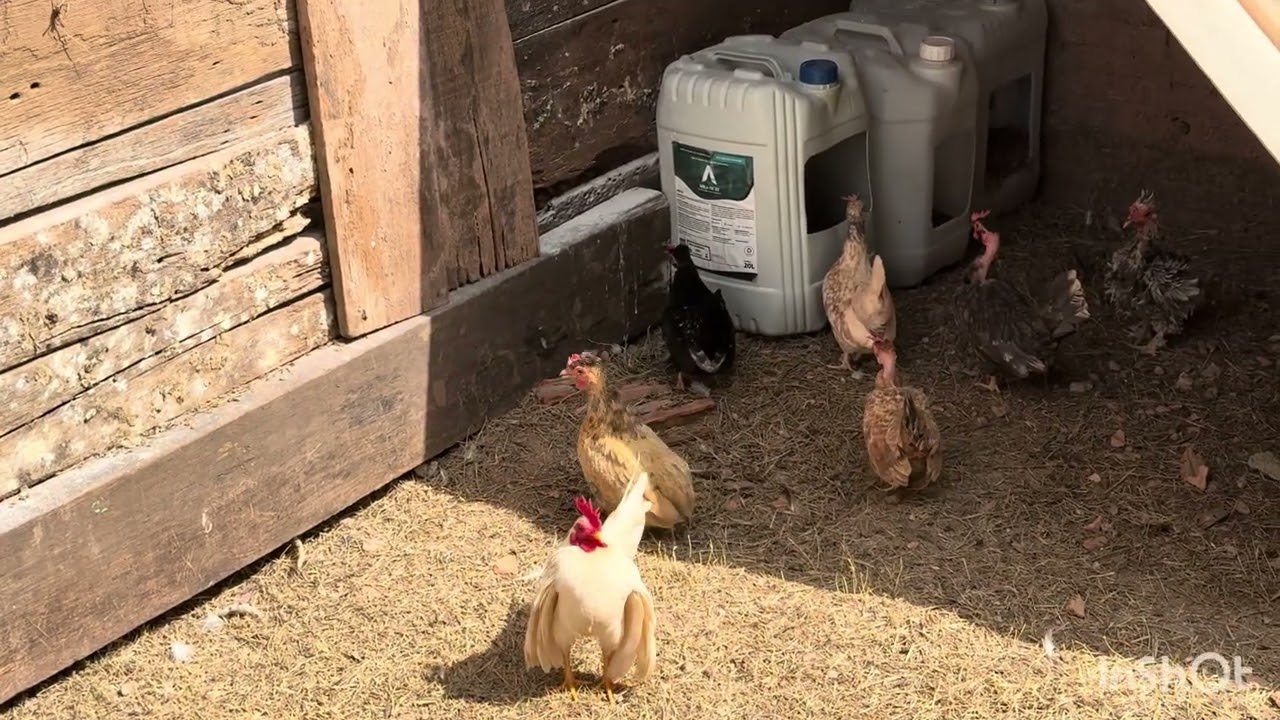 Reprodutores #galinzé #aves#micro #sermama#serama #seramabantam #minicaipira