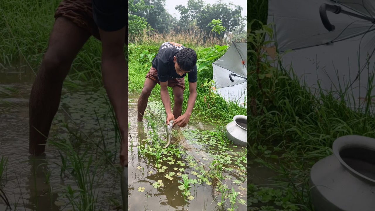 বৃষ্টি ভেজা সকালে জাল দিয়ে বড় দেশি মাগুর ও বড় কৈ মাছ ধরা।। Village life #shorts