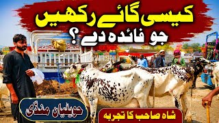 Low Prices Desi Milking Cows On Havelian Maweshi Mandi || My Life Channel