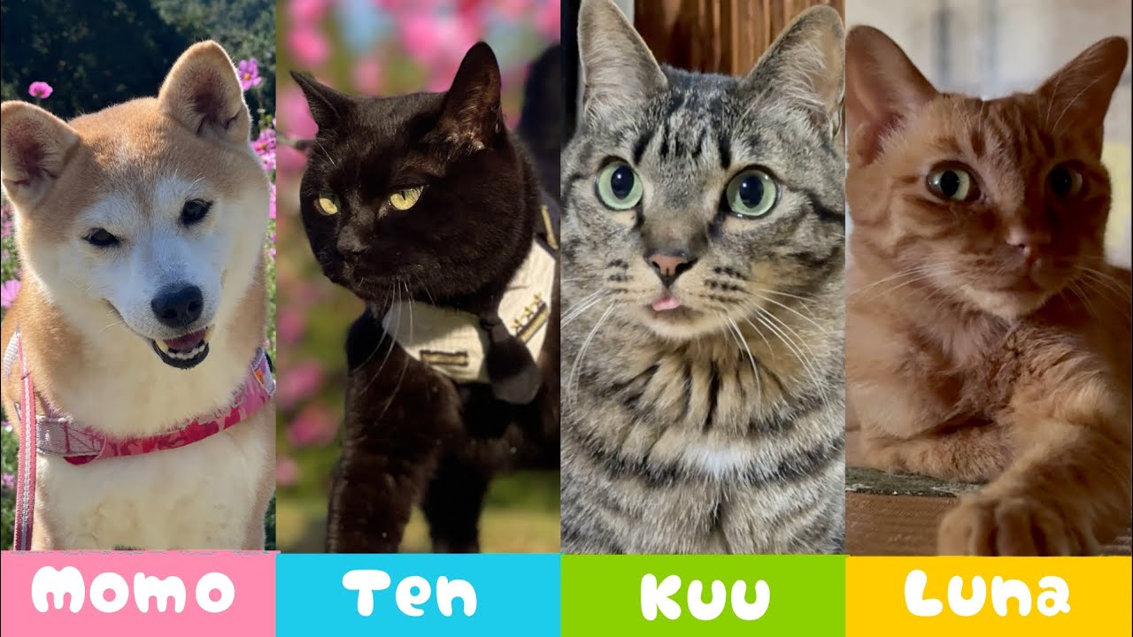 もも、天、空、月を紹介します Meet the Team — Momo & Her Cats - YouTube
